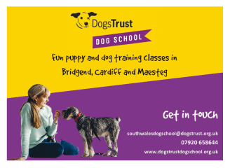 Dogs Trust Dog School serving Bridgend - Dog Training