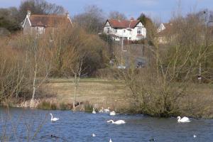 Swans on the river in Backwell